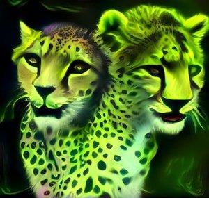 Lazy Cheetah