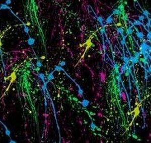 NeonNinjasSLAB
