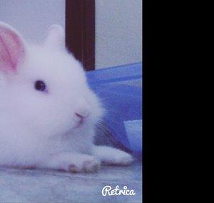 Puffetta096