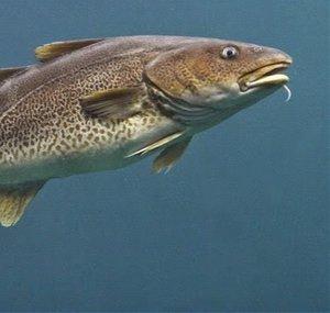 SkyCod