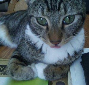 Buckeye the Cat