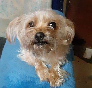 Coco the Dog's Life