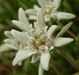 edelweiss100