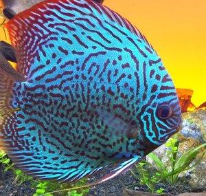 Amber's Aquariums