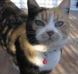 CoxasDeGatos