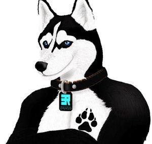 HuskyChino