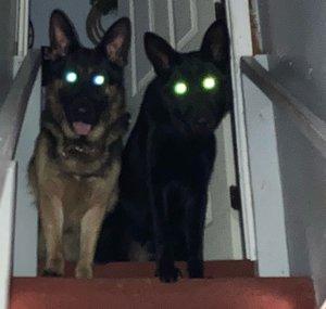 Mayhem Preparedness