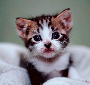 Pretty Kittens