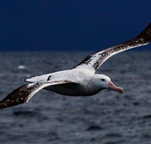 The Wondering Albatross