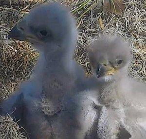AEF Nest Cam Highlights