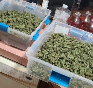 CHICO420