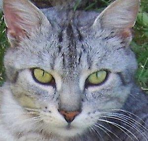 Grauer Kater