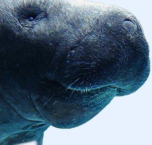 Manatee Party