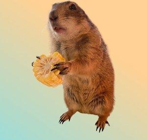 Poppy the Prairie Dog