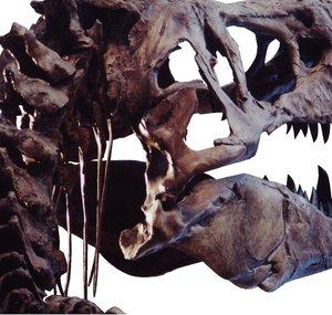 UC Museum of Paleontology, UCMP