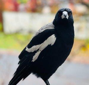 Birds & Co of Australia