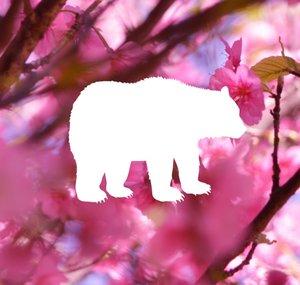 SmoothBear