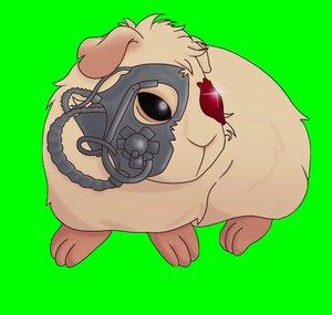 Tommy and The Guinea Pig Collective