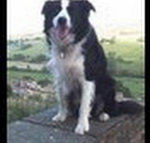 BorderCollieRescueUK