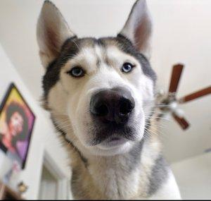 Gohan The Husky 2