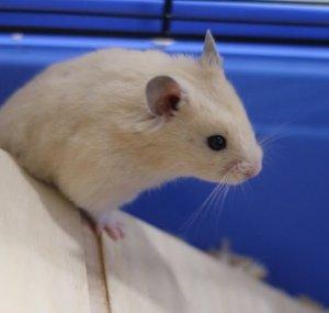 Hamster Horsesandcats