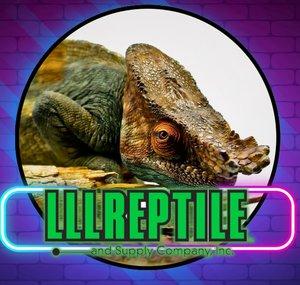LLLReptile
