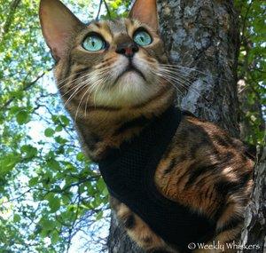 Weekly Whiskers