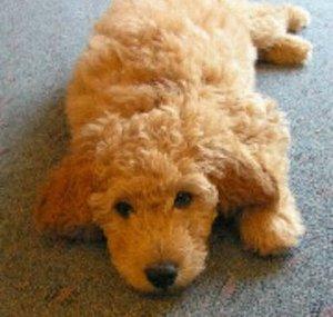 Goldendoodle Oso Life