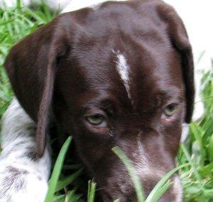 LadyWinnieTheGSP