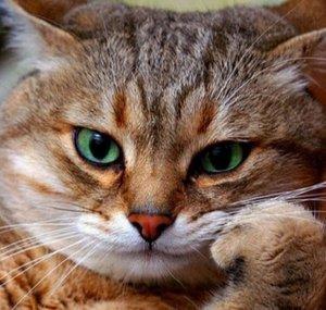 LE_CHAT_RONRON_DU_57😼