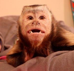 MonkeyMeela