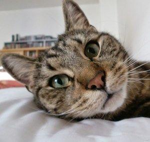 My Cat Sunny