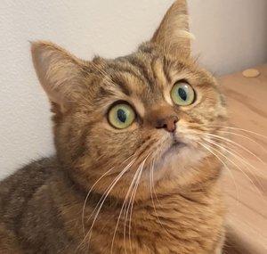 PumaTheWeirdo