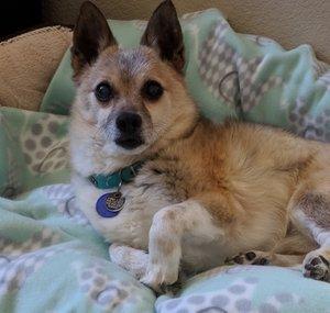 Sheltermuttlover