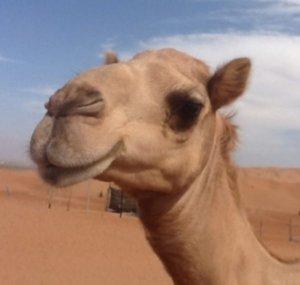 BirbotheCamel