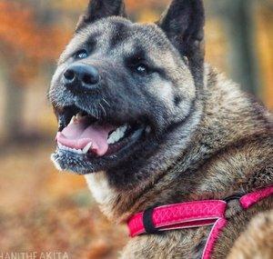 HANi the Akita