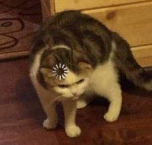 TabbyDex