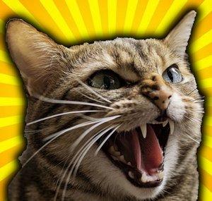 Tacocat