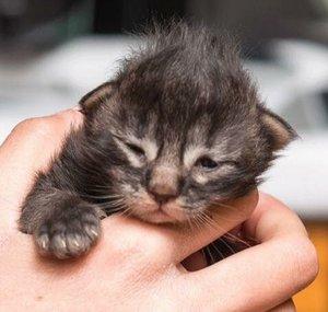 fosterkittenlove