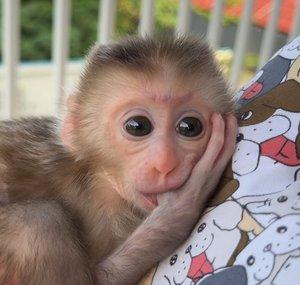 Melia Monkey Baby