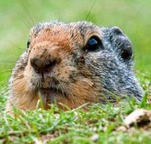Explosive Gopher