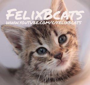 FelixB Cats