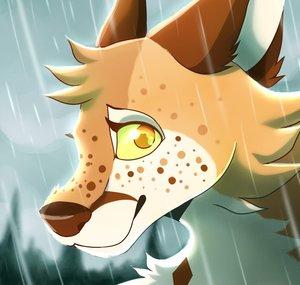 Foxlinxy