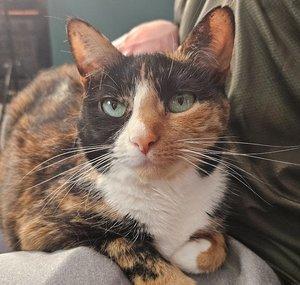 Roxie The Cat