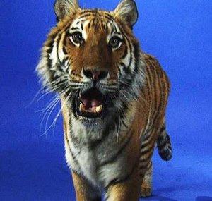 Blue Animals chromakey footage