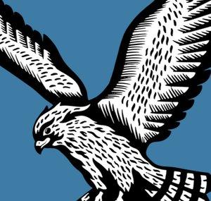 Haggard Hawks