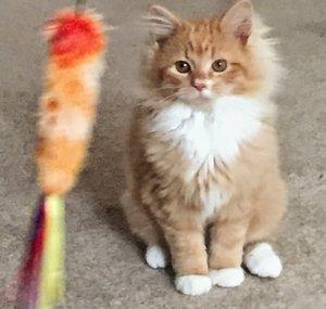 Leo McWhiskers