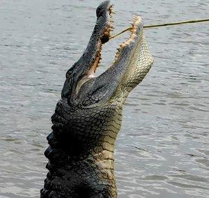 Mississippi Wildlife