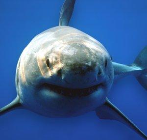 Shark Central