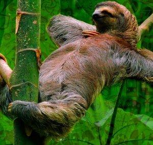 Coffee-Fueled-Sloth